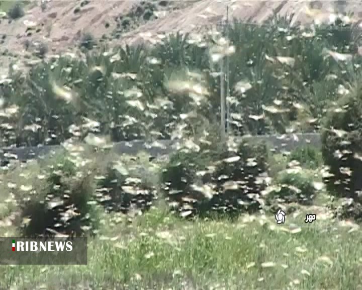 موج جدید ملخهای صحرایی به فارس موج جدید ملخهای صحرایی به فارس