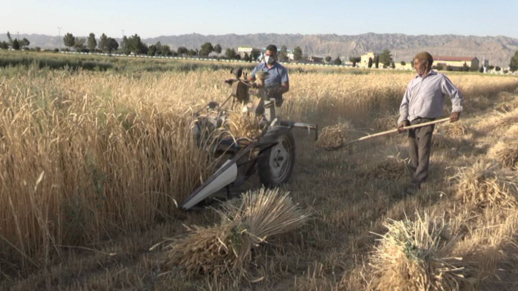 برداشت خوشههای طلایی گندم در بهاباد برداشت خوشههای طلایی گندم در بهاباد