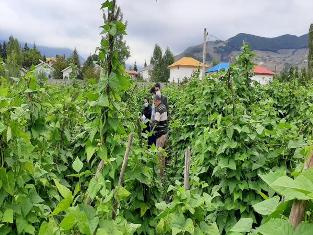 پیش بینی تولید ۱۷ تن لوبیا در زمینهای زراعی کلاردشت پیش بینی تولید ۱۷ تن لوبیا در زمینهای زراعی کلاردشت