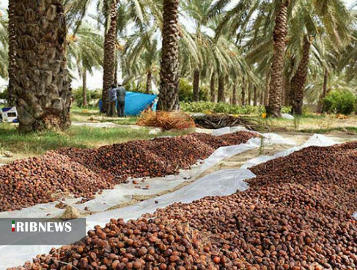 برداشت خرما از نخلستان های باوی