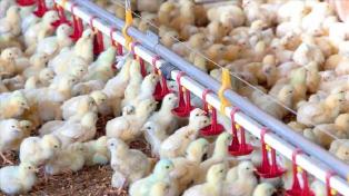 جوجه ریزی ۵ میلیون و ۵۹۳ هزار قطعهای در مرغداریهای ساری جوجه ریزی ۵ میلیون و ۵۹۳ هزار قطعهای در مرغداریهای ساری