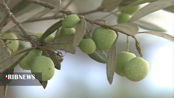 طارمی&zwnj;ها آماده برای برداشت زیتون