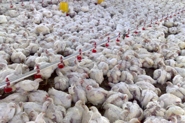 بهره برداری از یک واحد مرغداری در لارستان