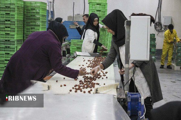 اجرای ۱۷ طرح فرآوری محصولات کشاورزی در استان اجرای ۱۷ طرح فرآوری محصولات کشاورزی در استان