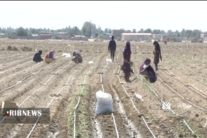 پایان کاشت پاییزه پیاز طرح استمرار در عنبرآباد