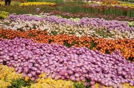 هلند ایران میزبان نمایشگاه گلهای داوودی هلند ایران میزبان نمایشگاه گلهای داوودی