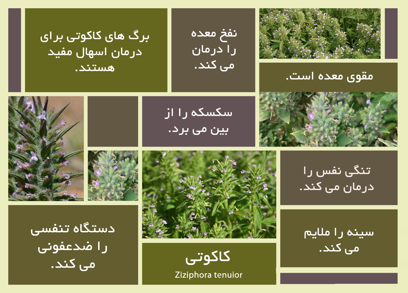 خواص جادویی آویشن برای ریه