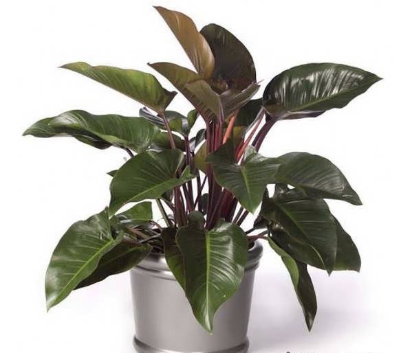 کدام گل آپارتمانی را در منزلمان پرورش دهیم؟