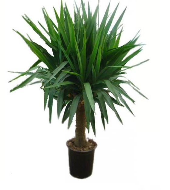 کدام گل آپارتمانی را در منزلمان پرورش دهیم؟