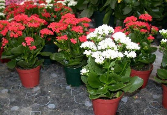 کدام گل آپارتمانی را در منزلمان پرورش دهیم؟