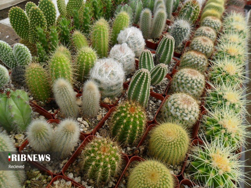 چه گیاهانی تصفیه کننده هوای خانه شما هستند