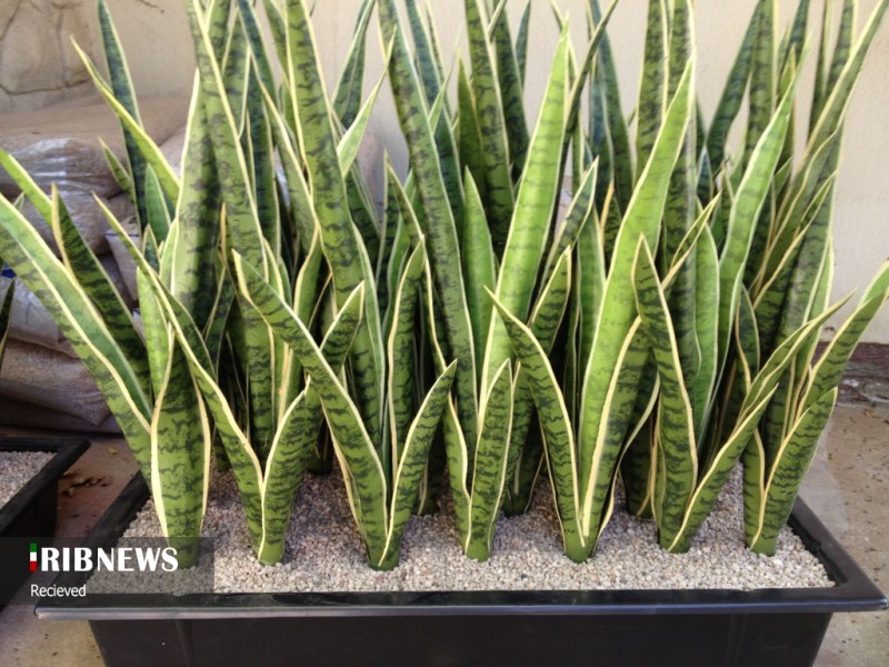 چه گیاهانی تصفیه کننده هوای خانه شما هستند