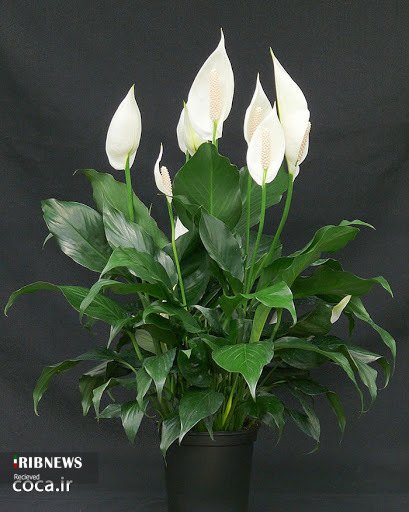 چه گیاهانی تصفیه کننده هوای خانه شما هستند