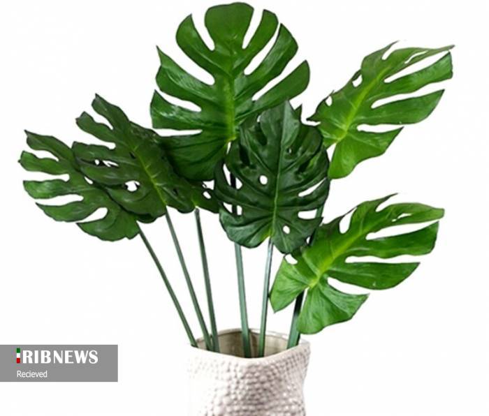 چه گیاهانی تصفیه کننده هوای خانه شما هستند