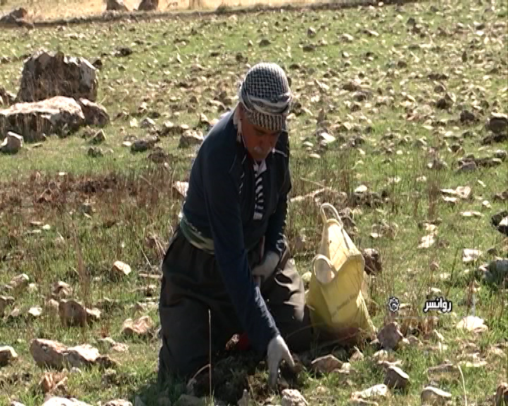 گیاهانی که رو به تمام شدن هستند