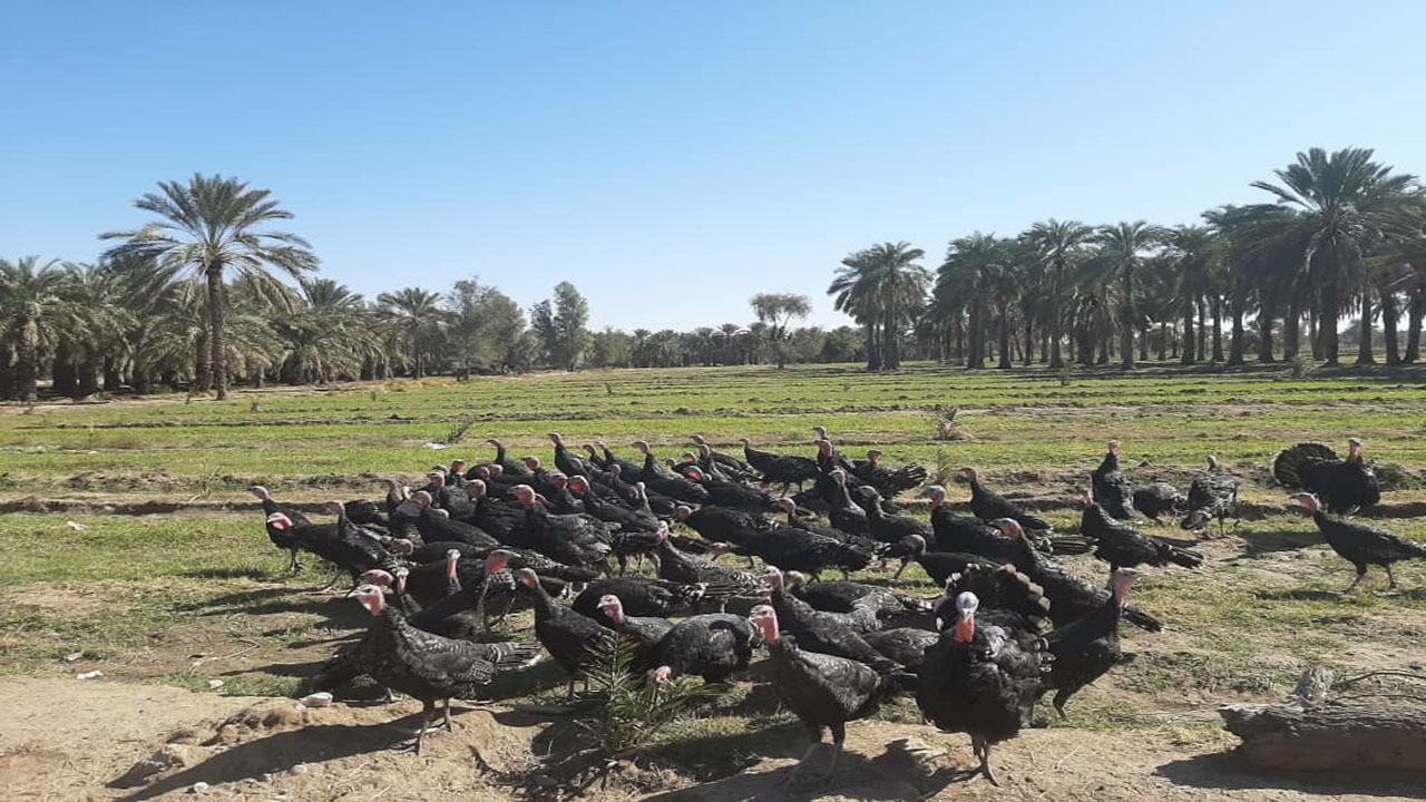 ایجاد 30 واحد پرورش بوقلمون در قلعهگنج ایجاد 30 واحد پرورش بوقلمون در قلعهگنج