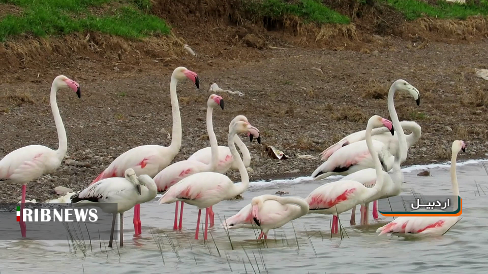 شناسایی بیش از ۱۰۰ گونه پرنده مهاجر در اردبیل
