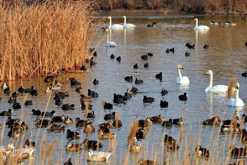 بهشت پرندگان مهاباد مامن 30 هزار بال پرنده بهشت پرندگان مهاباد مامن 30 هزار بال پرنده