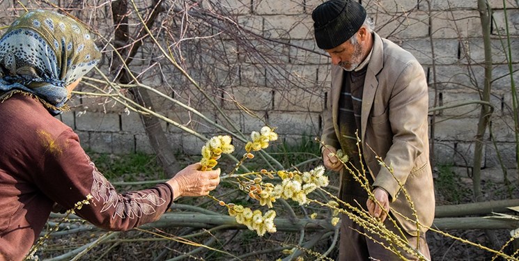 آذربایجان غربی؛ داروخانه  گیاهان دارویی کشور