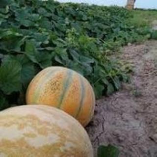 آغاز برداشت خربزه نوبرانه گلستان آغاز برداشت خربزه نوبرانه گلستان