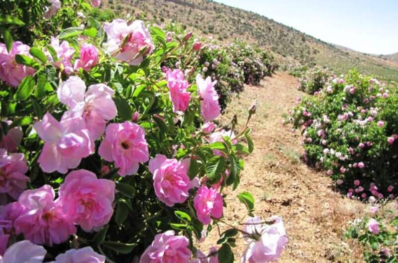 فصل برداشت گل محمدی از گلستان‌های خرم بید