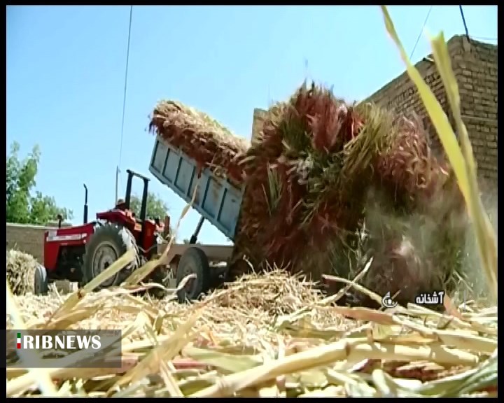 ‌می‌خواهم گوسفندانم بچرند