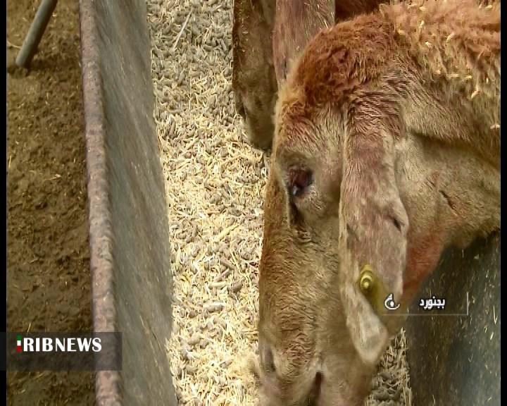 می‌خواهم گوسفندانم بچرند