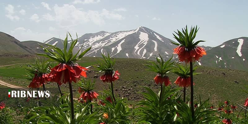  لاله های واژگون مانشت