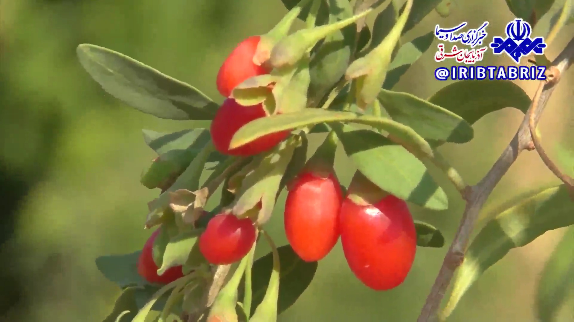 کشت و کار گوجی بری به همت باغدار خوش ذوق مراغه ای