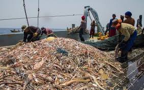 لزوم برنامه‌ریزی مناسب برای استفاده از ظرفیت‌های شیلاتی