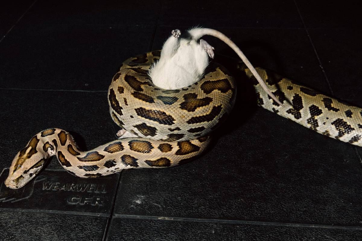 حقایق عجیب درباره مارها حقایق مارها