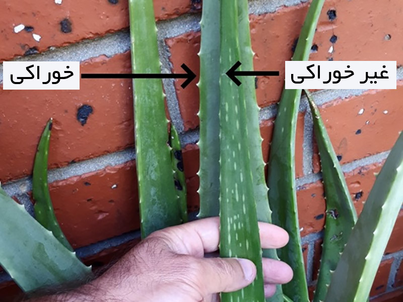تفاوت آلوئه ورا سمی و غیر سمی