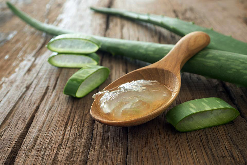 آلوئه ورا یا اعجوبه طبیعت را به خانه تان بیاورید + آموزش پرورش آن