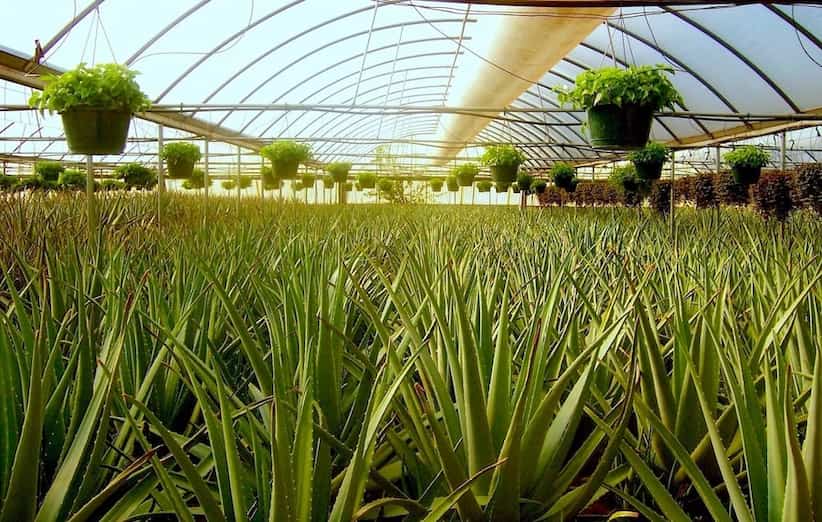 کاشت آلوئه ورا در گلخانه