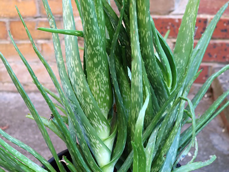 تشخیص آلوئه ورا سمی آلوئه ورا سمی