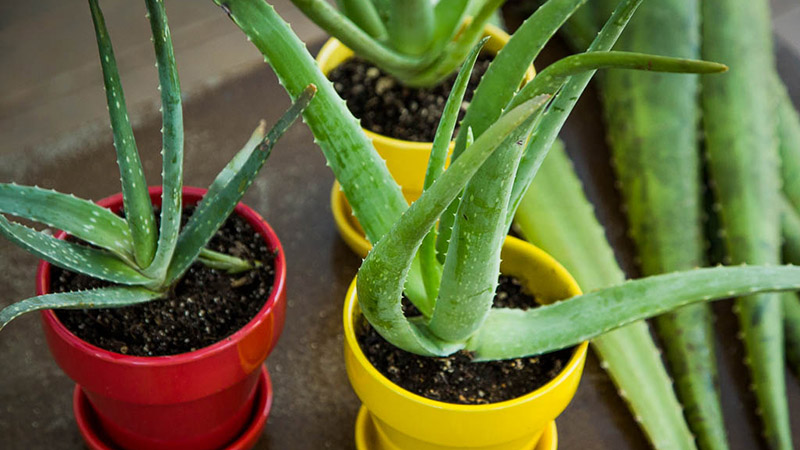 کاشت الوئه ورا