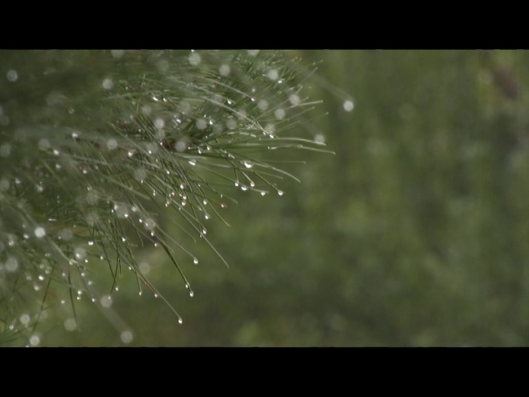 کاهش دمای هوا و بارش باران در روز‌های آغازین بهار