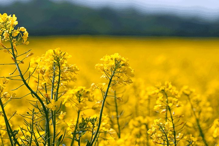 كشت كلزا در استان همدان موضوع امروز برنامه&laquo;ارمغان طبیعت&raquo;