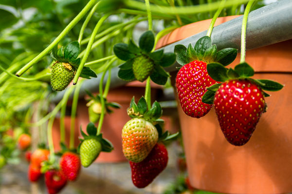 کاشت و پرورش توت فرنگی داخل گلدان