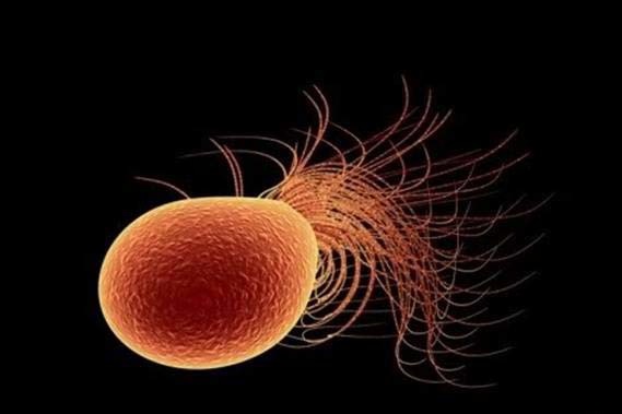 اکستروموفیل ها