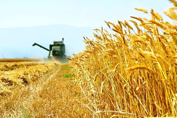 لزوم تغییر تحقیقاتی و اجرایی در تولید محصولات زراعی لزوم تغییر تحقیقاتی و اجرایی در تولید محصولات زراعی