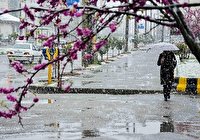 برف بهاری آذربایجان‌غربی را سفیدپوش کرد