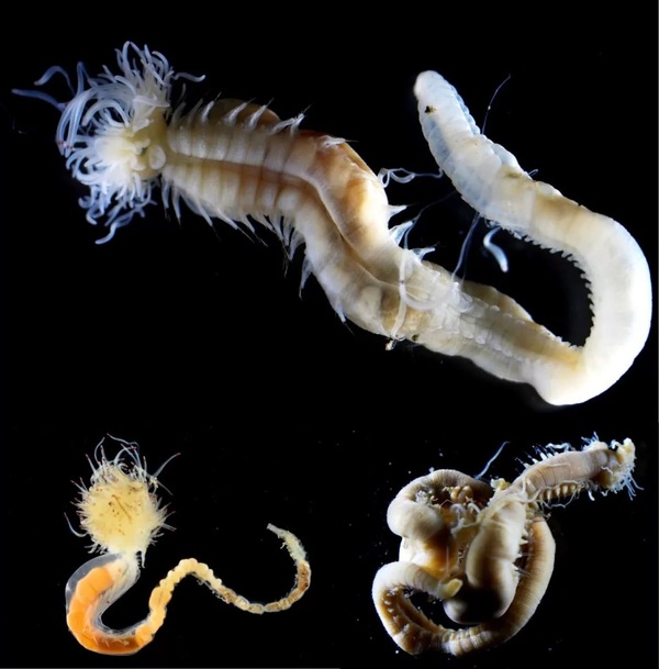 کشف سه گونه کرم درخشنده جدید شبیه به شیاطین باستانی ژاپن