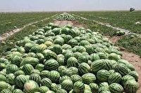 برداشت هندوانه در رودبار جنوب استان  کرمان