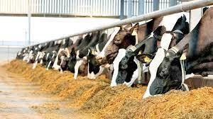 آغاز فرآیند توزیع سیستمی نهاده‌های دامی ازطریق سامانه بازارگاه