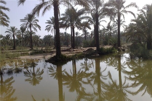 لزوم تامین آب زراعت و نخیلات شادگان