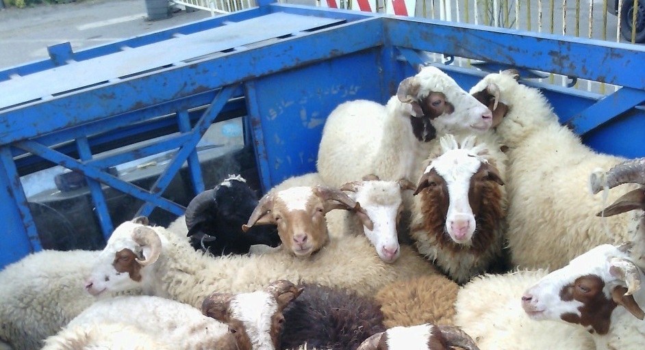 محکومیت قاچاقچی دام زنده در پیرانشهر محکومیت قاچاقچی دام زنده در پیرانشهر