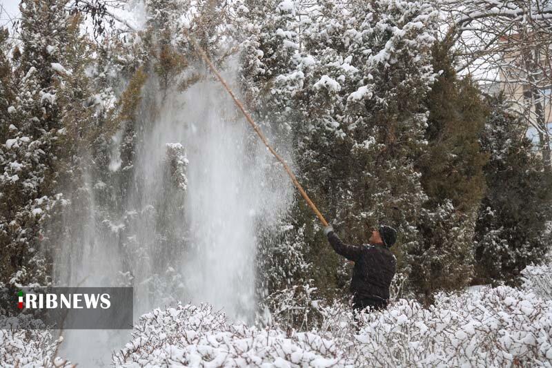 برف‌تکانی درختان را جدی بگیرید