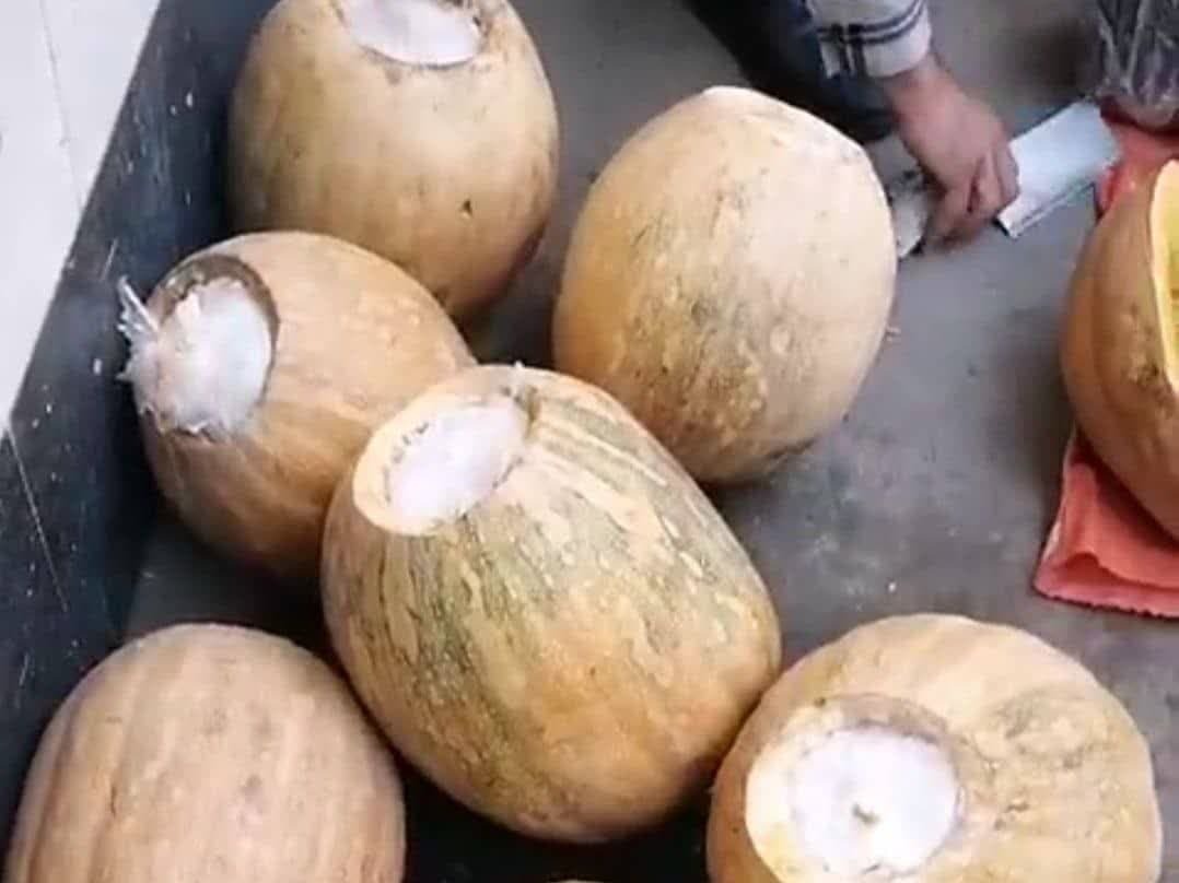 کشف قاچاق شیشه با کدو تنبل در آذربایجان غربی کشف قاچاق شیشه با کدو تنبل در آذربایجان غربی