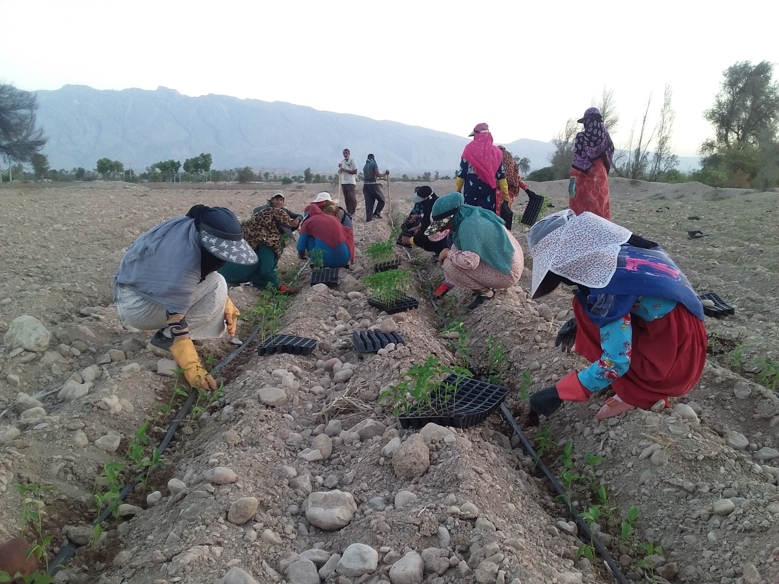 کشت گوجه فرنگی در زمین‌های کشاورزی بخش فین